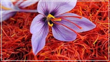 Saffron Cultivation: ప్రయోగం సక్సెస్.. విరగబూసిన కశ్మీర్‌ గులాబ్.. ఇప్పుడు ఉత్తరాఖండ్‌లో..