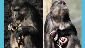 Mother Love: బిడ్డ ఎవరికైనా బిడ్డే.. తమ పిల్లలు చనిపోతే కోతులు ఏమి చేస్తాయంటే..