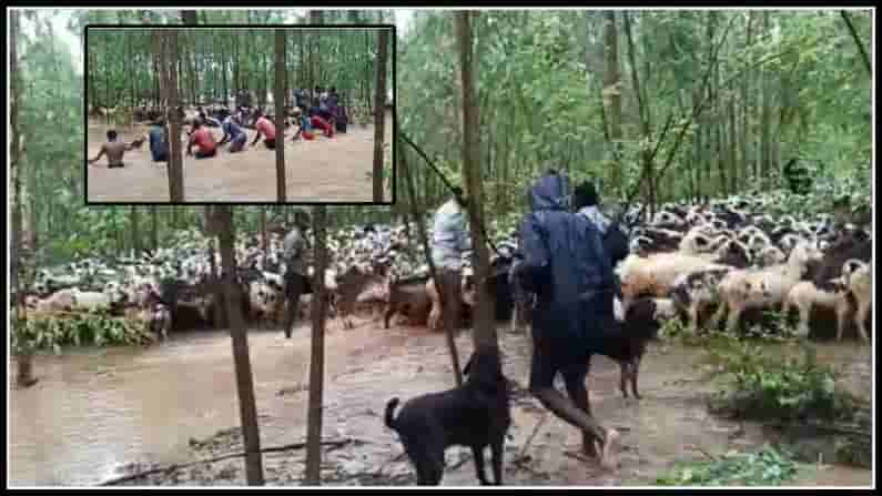 Peddavagu Project: పెద్దవాగు ప్రాజెక్టు గేట్లు ఎత్తివేత.. వరదలో చిక్కుకున్న వందలాది గొర్రెలు.. చివరకు..