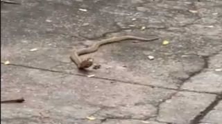 Snake: పాములపై కోపం.. మద్యం మత్తులో విషపూరిత సర్ఫాన్ని తిన్న యువకులు.. ఆ తర్వాత ఏమైందంటే..