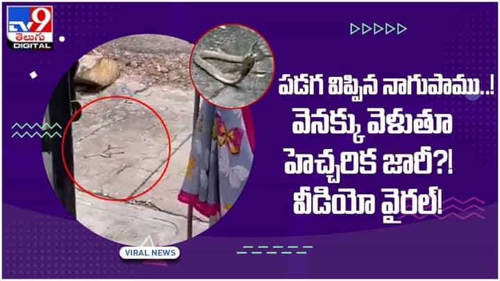 Viral Video: పడగ విప్పిన నాగుపాము..! వెనక్కు వెళుతూ హెచ్చరిక జారీ.. వీడియో Viral Video: పడగ విప్పిన నాగుపాము..! వెనక్కు వెళుతూ హెచ్చరిక జారీ.. వీడియో