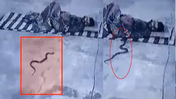 Viral Video: నిద్రిస్తున్న వ్యక్తి దుప్పట్లోకి దూరిన పాము.. ఆ తర్వాత ఊహించని సీన్