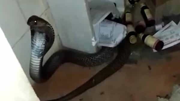 Snakes: పాములు బాబోయ్ పాములు.. బడులు, గుడులు, హాస్పిటల్స్.. ఎక్కడ చూసినా కుప్పలు తెప్పలు