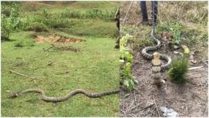 Viral Video: పొలం పనులు చేస్తోన్న రైతులకు ఊహించని షాక్.. ప్రత్యక్షమైన 15 అడుగుల భారీ కింగ్ కోబ్రా..