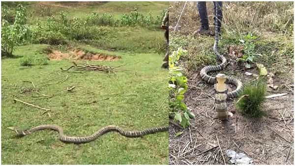 Viral Video: పొలం పనులు చేస్తోన్న రైతులకు ఊహించని షాక్.. ప్రత్యక్షమైన 15 అడుగుల భారీ కింగ్ కోబ్రా..
