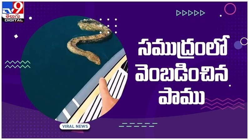 Viral Video: సముద్రంలో వెంబడించిన పాము.. వీడియో చూస్తే షాక్ అవ్వాల్సిందే