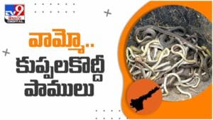 Viral Video: అనంతపురం జిల్లాలో రైతు పొలంలో కుప్పలు కుప్పలుగా పాములు ప్రత్యక్షం.. వీడియో