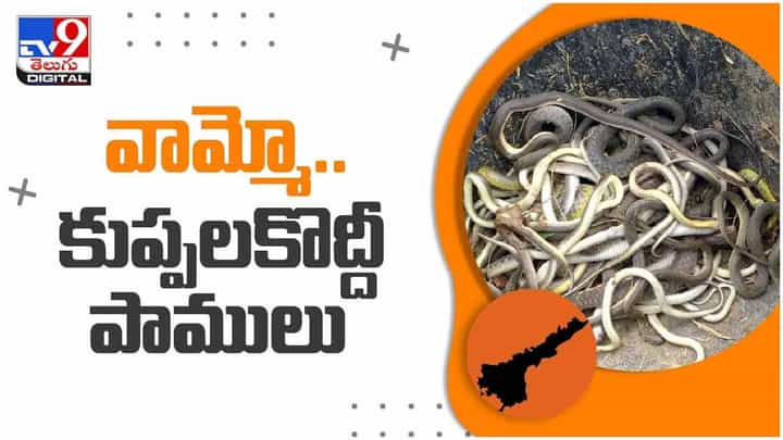 Viral Video: అనంతపురం జిల్లాలో రైతు పొలంలో కుప్పలు కుప్పలుగా పాములు ప్రత్యక్షం.. వీడియో Viral Video: అనంతపురం జిల్లాలో రైతు పొలంలో కుప్పలు కుప్పలుగా పాములు ప్రత్యక్షం.. వీడియో