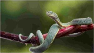 Viral Photos: అమెజాన్‌ అడవిలో కనిపించే 5 ప్రమాదకరమైన పాములు! కాటు వేశాయంటే అంతే సంగతులు