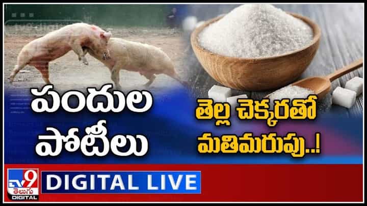 Special Bulletin Video: వైరల్ అవుతున్న పందుల పోటీలు..!| తెల్ల చెక్కరతో మతిమరుపు..!(స్పెషల్ వైరల్ వీడియోలు). Special Bulletin Video: వైరల్ అవుతున్న పందుల పోటీలు..!| తెల్ల చెక్కరతో మతిమరుపు..!(స్పెషల్ వైరల్ వీడియోలు).