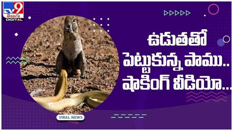 Viral Video: భారీ విష సర్పాన్ని అంతమొందించిన చిన్ని ఉడుత..!! సోషల్‌ మీడియాలో వైరల్‌గా మారిన  వీడియో