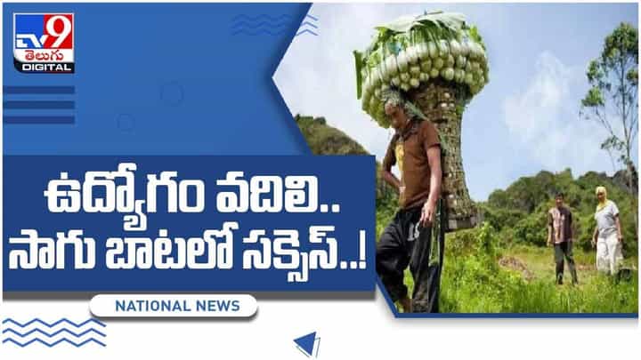 ఉద్యోగం వదిలి.. సాగు బాటలో సక్సెస్.. కష్టాలే పాఠాలు.. వ్యవసాయమే సాయం! వీడియో ఉద్యోగం వదిలి.. సాగు బాటలో సక్సెస్.. కష్టాలే పాఠాలు.. వ్యవసాయమే సాయం! వీడియో