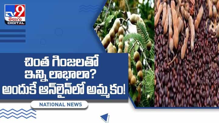 Tamarind Seed: చింత గింజలతో ఇన్ని లాభాలా? అందుకే ఆన్లైన్లో అమ్మకం! వీడియో Tamarind Seed: చింత గింజలతో ఇన్ని లాభాలా? అందుకే ఆన్లైన్లో అమ్మకం! వీడియో