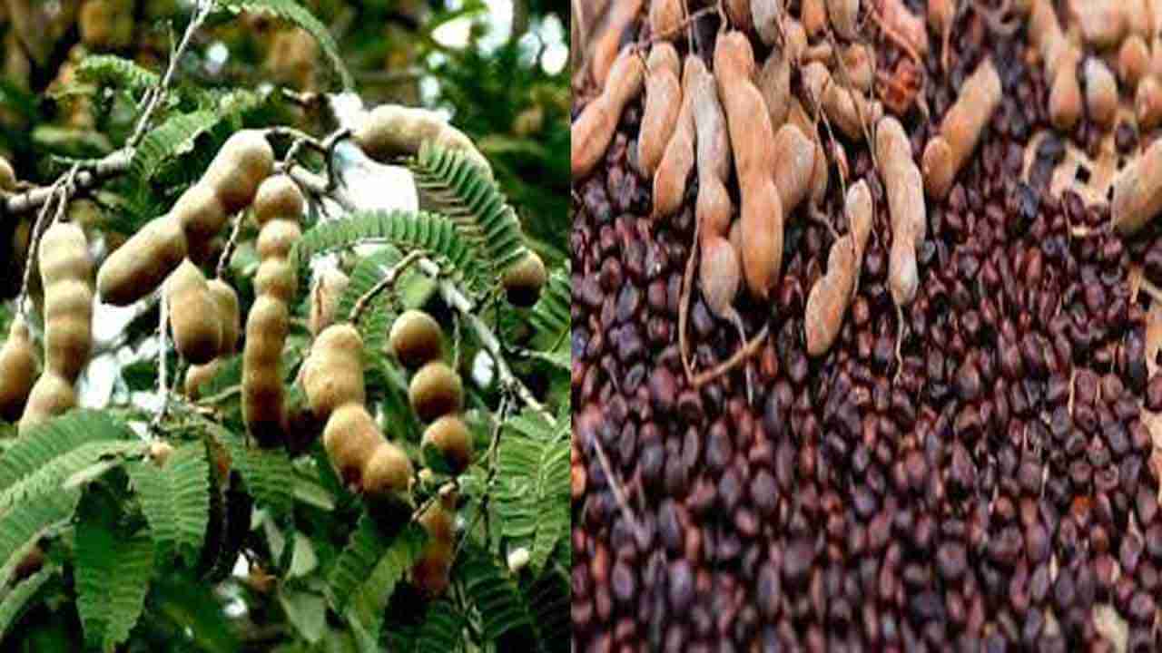 Tamarind Seeds: సిరులను కలిపిస్తున్న చింత గింజలు.. ఆన్ లైన్‌లో అమ్మకానికి పెట్టేసిన సంస్థలు