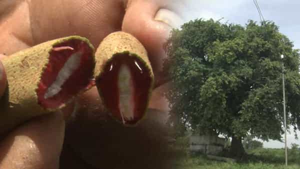 Red Tamarind : ఎరుపు రంగులో చింతకాయలు.. వారి రక్తమే అందుకు కారణమట.. విచిత్ర చెట్టు వివరాలు మీకోసం..!