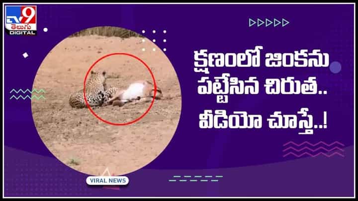 Leopard Caught Deer: చిరుత వేగాన్ని పట్టుకోగలమా..? క్షణంలో జింకను పట్టేసిన చిరుత.. వీడియో చూస్తే..! Leopard Caught Deer: చిరుత వేగాన్ని పట్టుకోగలమా..? క్షణంలో జింకను పట్టేసిన చిరుత.. వీడియో చూస్తే..!