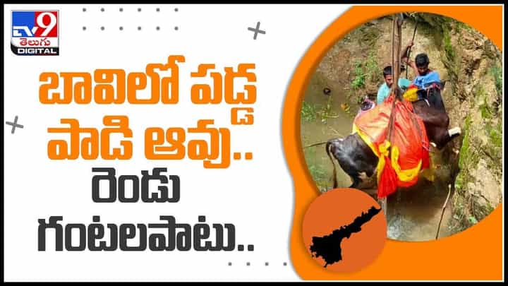 Cow Video: చిత్తూరు జిల్లాలో అమానుషం.. బావిలో పడ్డ పాడి ఆవు..రెండు గంటలపాటు శ్రమించి...(వీడియో) Cow Video: చిత్తూరు జిల్లాలో అమానుషం.. బావిలో పడ్డ పాడి ఆవు..రెండు గంటలపాటు శ్రమించి...(వీడియో)