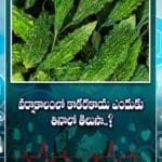 వర్షాకాలంలో కాకరకాయ ఎందుకు తినాలో తెలుసా..?