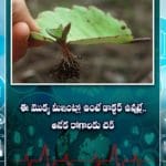 ఈ మొక్క మీఇంట్లో ఉంటే డాక్టర్ ఉన్నట్లే.. అనేక రోగాలకు చెక్