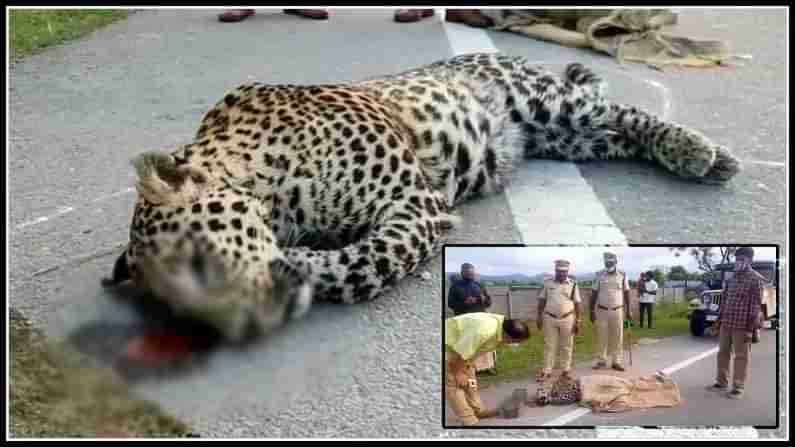 Leopard: జాతీయ రహదారిపై చిరుత మృత్యువాత.. రోడ్డు దాటుతుండగా..