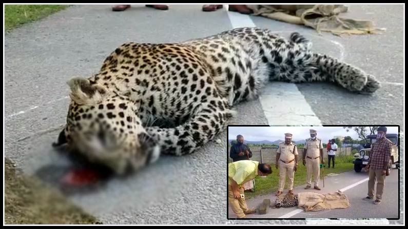 Leopard: జాతీయ రహదారిపై చిరుత మృత్యువాత.. రోడ్డు దాటుతుండగా..