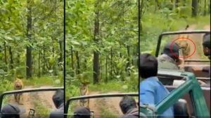 Viral Video: పులిని ఫోటో తీయాలనుకుని.. డేంజర్‌లో పడిన టూరిస్టులు.. చివరికి ఏమైందంటే.!