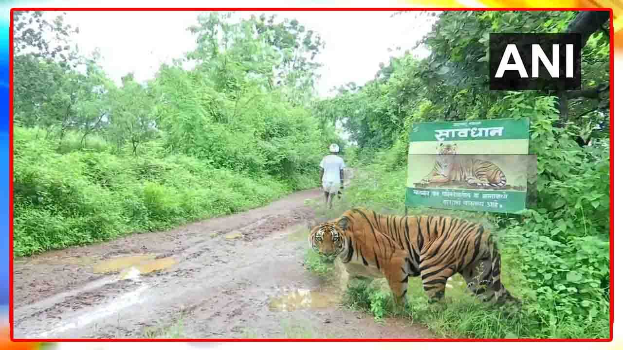 Tiger Terror: మనిషి రుచి మరిగిన పెద్ద పులి.. ఇప్పటికే 15 మంది బలి.. మహారాష్ట్ర సరిహద్దులో హడలెత్తిస్తున్న మృగం