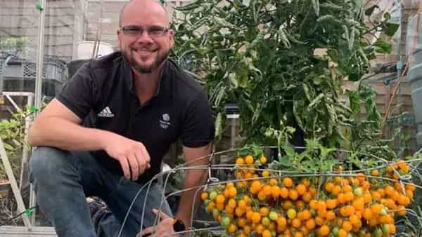 Tomato Plant: బాప్ రే.. ఇలాంటి చెట్టును మీ జీవితంలో చూసుండరు.. ఒక్క కొమ్మకు 839 టమాటాలు..