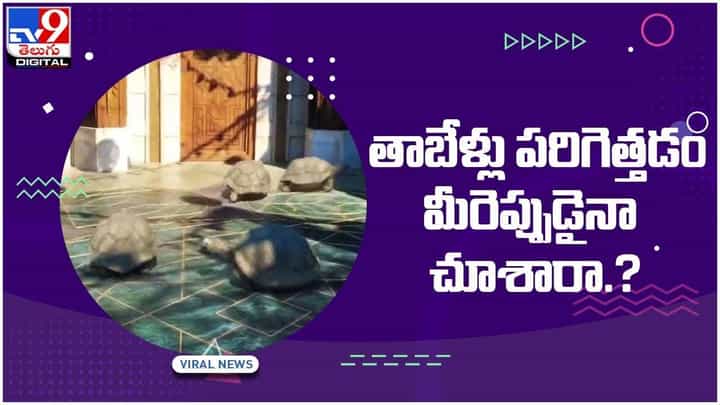 Viral Video: తాబేళ్లు పరిగెత్తడం మీరెప్పుడైనా చూశారా.?? ఫిదా అవుతున్న నెటిజన్లు.. వీడియో Viral Video: తాబేళ్లు పరిగెత్తడం మీరెప్పుడైనా చూశారా.?? ఫిదా అవుతున్న నెటిజన్లు.. వీడియో