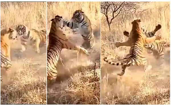 Viral Video: రెండు పులుల మధ్య భీకరపోరు చూస్తే WWE ఫైట్ కూడా పనికిరాదు..