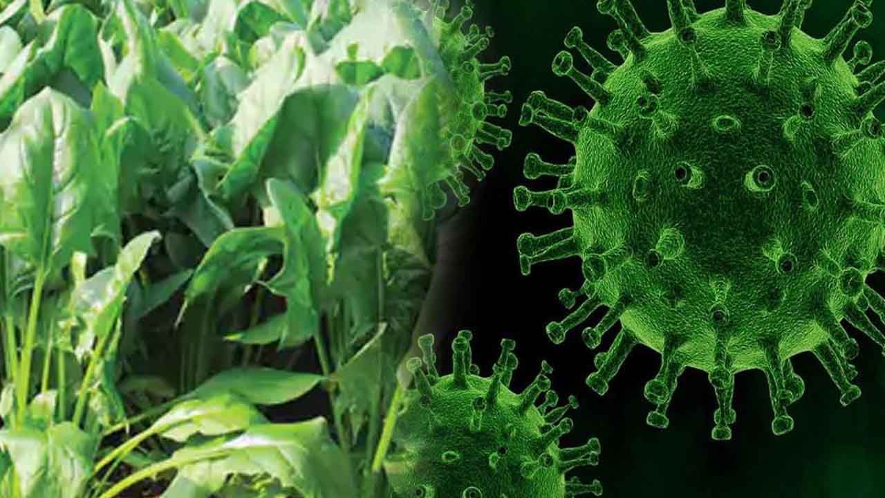 Vaccine with Plant: పాలకూర తింటే చాలు.. కరోనా వ్యాక్సిన్ వేసుకున్నట్టే.. ఎలాగంటారా? ఈ స్టోరీ ఫాలో అయిపోండి..