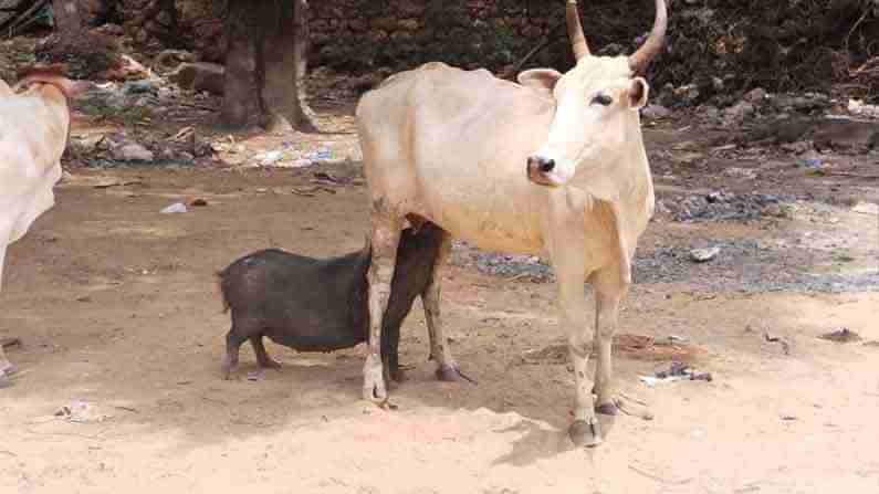 Cow Humanity: ఆకలితో వచ్చిన ‘పంది’కి పాలిచ్చిన ‘ఆవు’.. మాతృత్వం చాటుకున్న గోమాత.. ఫిదా అవుతున్న నెటిజన్లు