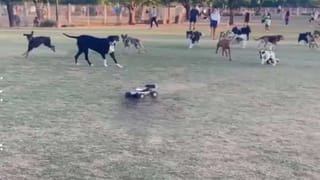 Viral Photo: భారతీయుల అల్పాహారాన్ని తక్కువ అంచనా వేయకండి.. వైరలవుతోన్న ఆనంద్ మహీంద్రా ఫన్నీ ట్వీట్..!