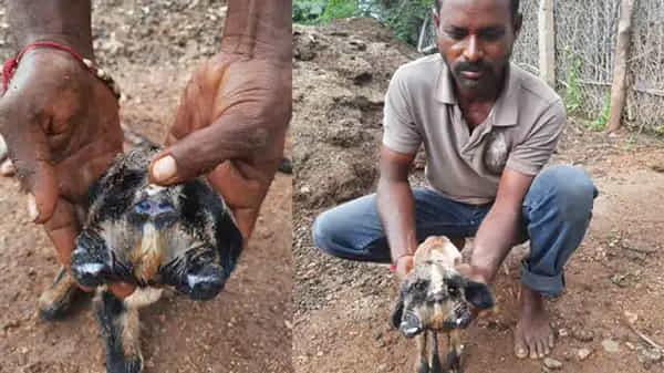 Viral News: తెలంగాణలో వింత ఘటన.. నిజామాబాద్ జిల్లాలో రెండు తలలతో పుట్టిన గొర్రె పిల్ల.. క్యూ కట్టిన జనాలు..