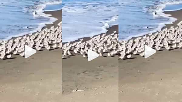 Viral Video: అలలకై ఎదురుచూపులు.. తీరా చెంతకొస్తే పరుగులు.. ఆకట్టుకుంటున్న వీడియో..