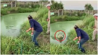 Viral Video: ఈ ఎద్దు చేసిన ఫీట్ చూస్తే నిజంగా మీ మైండ్ బ్లాంక్ అవుతుంది…