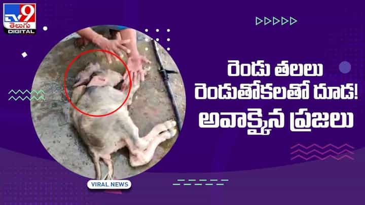 Viral Video: వికారాబాద్లో వింత ఘటన.. రెండుతలలతో గేదెదూడ జననం.. వీడియో Viral Video: వికారాబాద్లో వింత ఘటన.. రెండుతలలతో గేదెదూడ జననం.. వీడియో
