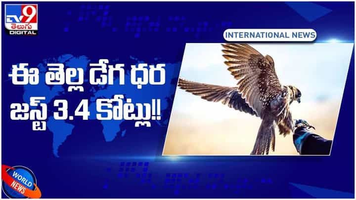 సౌదీ అరేబియాలో డేగల వేలం.. వేటాడే పక్షులకు మంచి గిరాకీ.. ఈ తెల్ల డేగ ధర తెలిస్తే షాక్ అవ్వాల్సిందే.. వీడియో సౌదీ అరేబియాలో డేగల వేలం.. వేటాడే పక్షులకు మంచి గిరాకీ.. ఈ తెల్ల డేగ ధర తెలిస్తే షాక్ అవ్వాల్సిందే.. వీడియో
