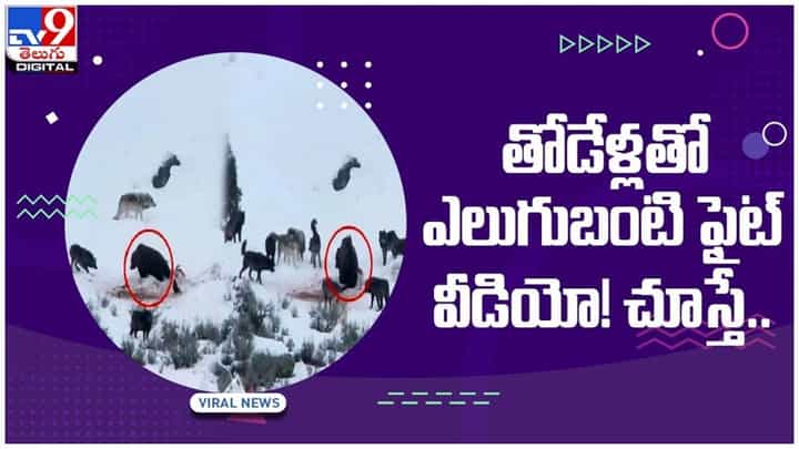 Viral Video: మంచు పర్వతాల్లో తోడేళ్లు, ఎలుగుబంటి ఫైట్.. నెట్టింట్లో వైరల్గా మారిన వీడియో Viral Video: మంచు పర్వతాల్లో తోడేళ్లు, ఎలుగుబంటి ఫైట్.. నెట్టింట్లో వైరల్గా మారిన వీడియో