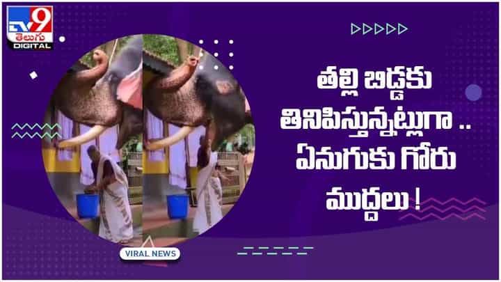 Viral Video: తల్లి బిడ్డకు తినిపిస్తున్నట్లుగా .. ఏనుగుకు గోరు ముద్దలు.. వీడియో Viral Video: తల్లి బిడ్డకు తినిపిస్తున్నట్లుగా .. ఏనుగుకు గోరు ముద్దలు.. వీడియో