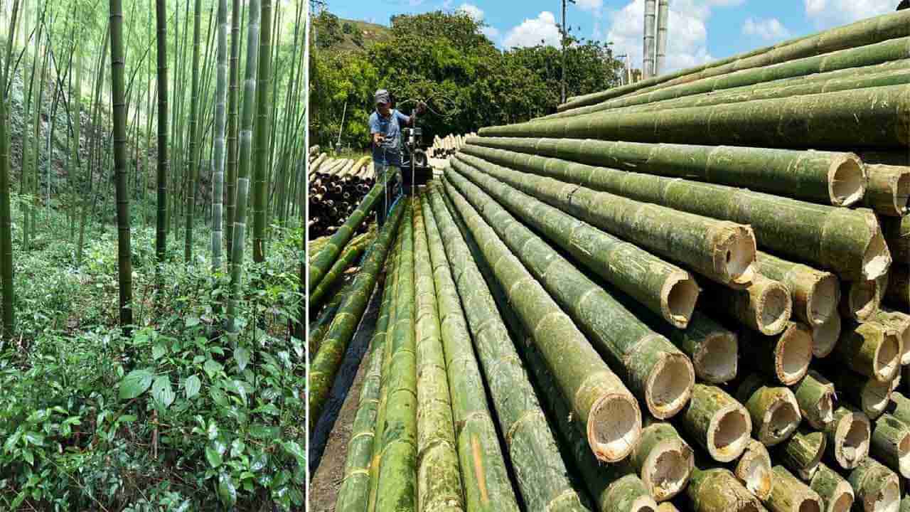 World Bamboo Day 2021: వెదురుకు ఎదురు లేదు.. విస్తీర్ణంలో భారత్‌ రెండో స్థానం..ఈ సాగుతో లక్షలు సంపాదించవచ్చు