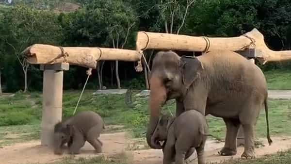 Viral Video: అనుకోని ఆపదలో ఇరుకున్న పిల్ల ఏనుగు.. తల్లడిల్లిన ఆ తల్లి ఏనుగు ఏం చేసిందంటే..
