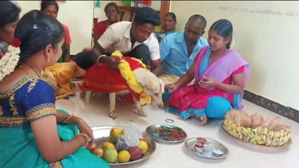 ప్రేమంటే ఇదే మరి.. పెంపుడు కుక్కకు శ్రీమంతం.. అదుర్స్ అంటున్న జనాలు..