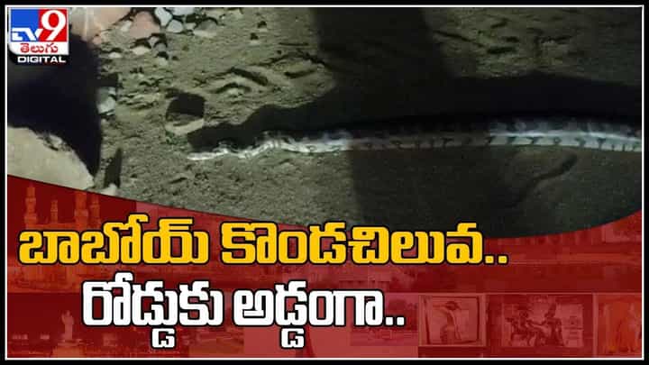 Python Video: బాబోయ్ కొండచిలువ.. రోడ్డుకు అడ్డంగా.. కోళ్లును మింగేస్తున్న వీడియో.. Python Video: బాబోయ్ కొండచిలువ.. రోడ్డుకు అడ్డంగా.. కోళ్లును మింగేస్తున్న వీడియో..