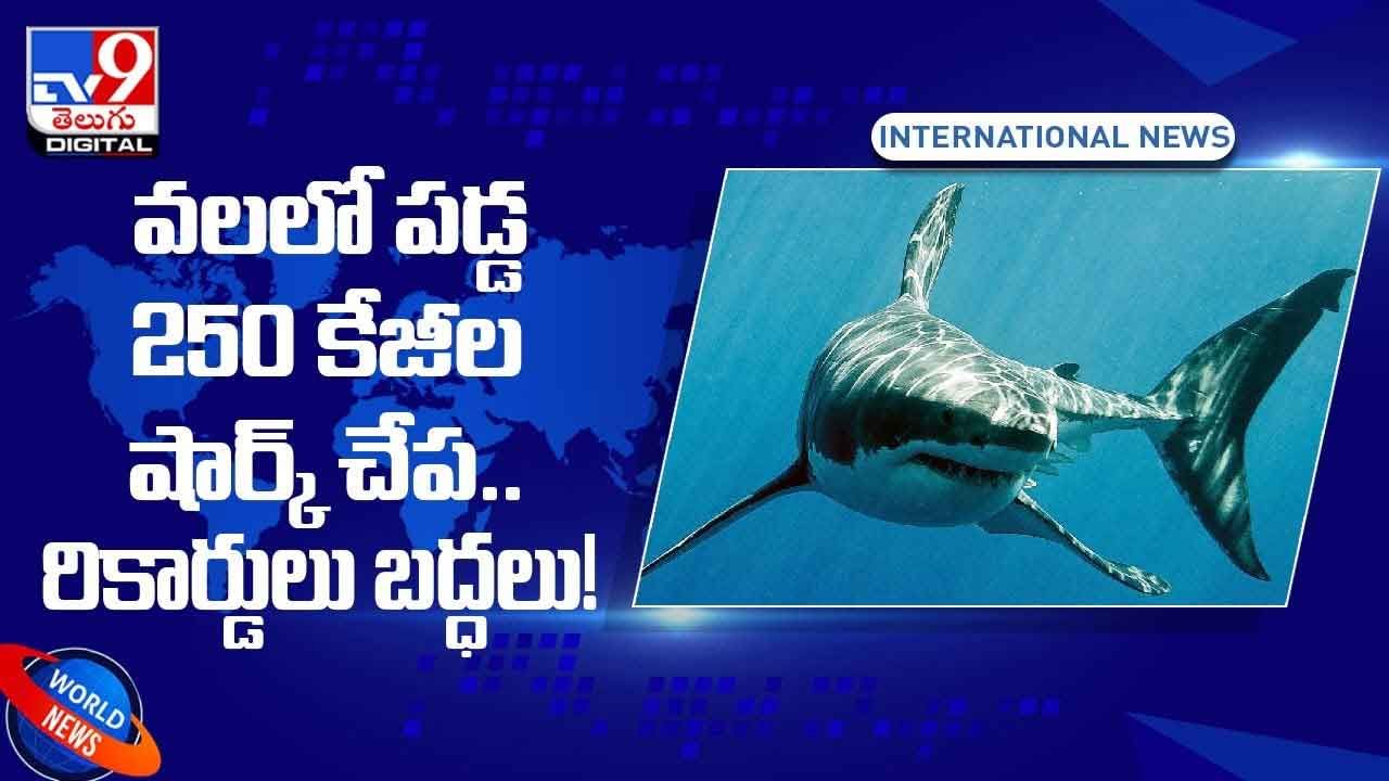 Viral Video: పాత రికార్డులన్నీ బ్రేక్‌.. వలలో పడ్డ 250 కేజీల షార్క్‌ చేప.. వీడియో