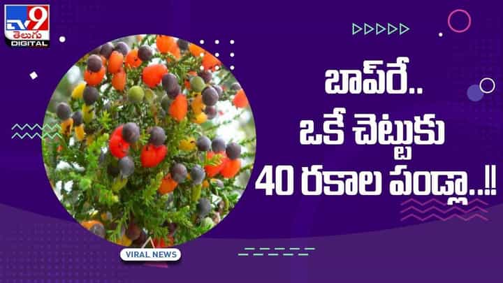 Viral Video: బాప్రే.. ఒకే చెట్టుకు 40 రకాల పండ్లా..!! వీడియో Viral Video: బాప్రే.. ఒకే చెట్టుకు 40 రకాల పండ్లా..!! వీడియో