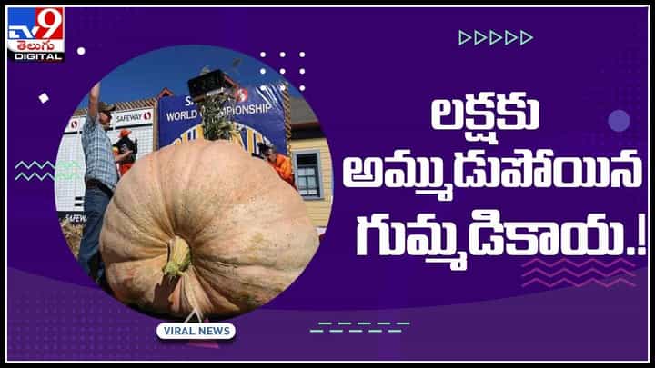 Pumpkin Video: రైతుకి లక్షలార్జించిన భారీ గుమ్మడి కాయ.! అసలు ఆ గుమ్మడికాయ స్పెషల్ ఏంటంటే..(వైరల్ వీడియో) Pumpkin Video: రైతుకి లక్షలార్జించిన భారీ గుమ్మడి కాయ.! అసలు ఆ గుమ్మడికాయ స్పెషల్ ఏంటంటే..(వైరల్ వీడియో)