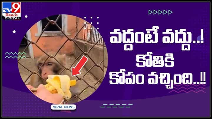 Monkey Feel Viral Video: కోతికి కోపం వచ్చింది.. ఒకసారి చెబితే వినాలి మరీ..! దెబ్బతిన్న వానరం మనోభావాలు.. వైరల్ వీడియో. Monkey Feel Viral Video: కోతికి కోపం వచ్చింది.. ఒకసారి చెబితే వినాలి మరీ..! దెబ్బతిన్న వానరం మనోభావాలు.. వైరల్ వీడియో.