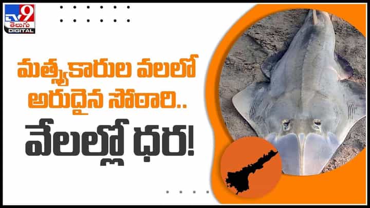 Rare Sothari Video: మత్స్యకారుల వలలో అరుదైన సోఠారి..వేలల్లో ధర..! ఆ చేప స్పెషాలిటీ ఏంటంటే..?(వీడియో) Rare Sothari Video: మత్స్యకారుల వలలో అరుదైన సోఠారి..వేలల్లో ధర..! ఆ చేప స్పెషాలిటీ ఏంటంటే..?(వీడియో)