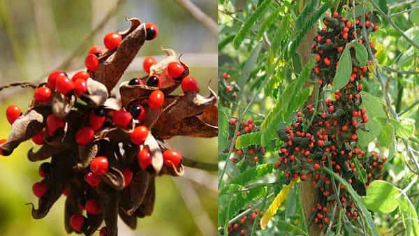 Gurivinda Ginjalu: పేనుకొరుకుడుకి, ఒత్తుగా జుట్టు పెరగాలంటే.. ఈ గురివింద ఆకులు దివ్య ఔషధం.. ఎలా ఉపయోగించాలంటే
